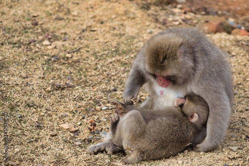 Japanese monkey 17