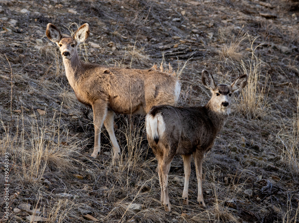 deer in the forest