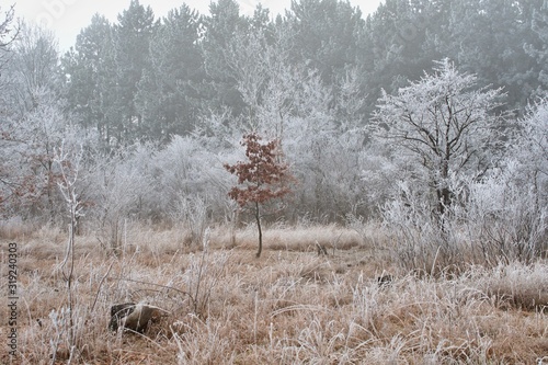 Winter freeze forest with fog weather, Danube meadows, Slovakia, Europee photo