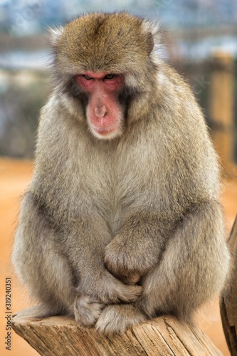 Japanese monkey 24 © Alex
