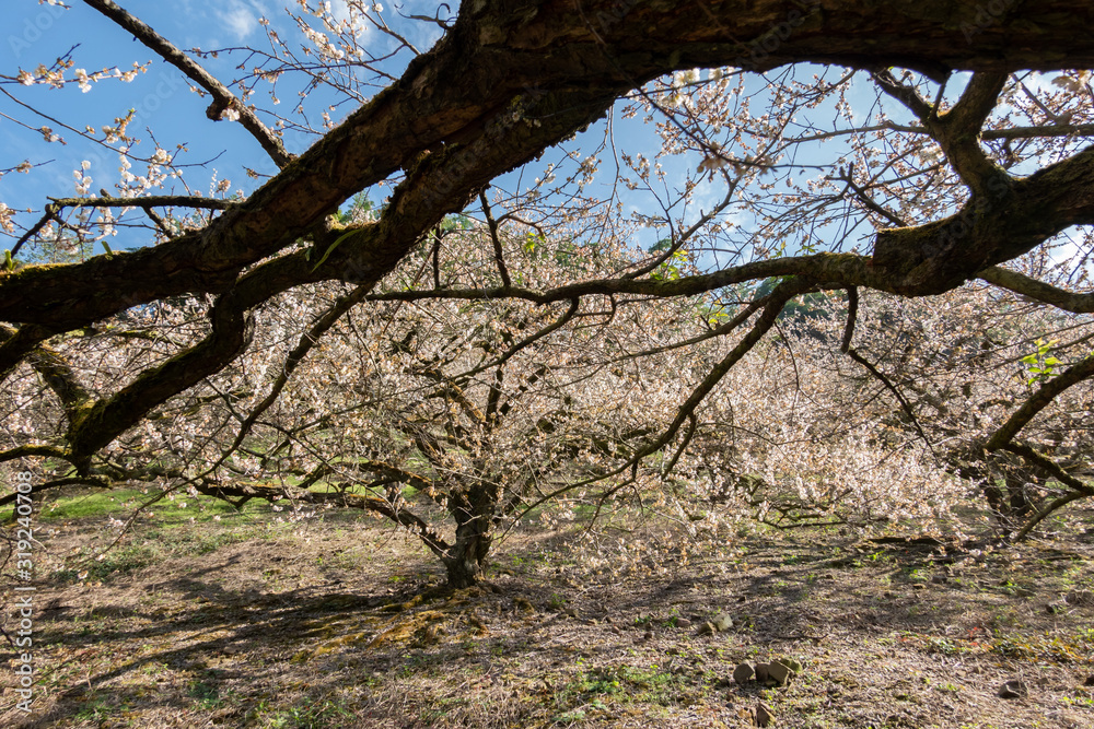 white plum blossom under blue sky white plum blossom under blue sky