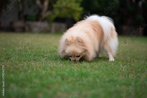 Small light brown Pomeranian dog smelling on grass in the garden on soft focus background