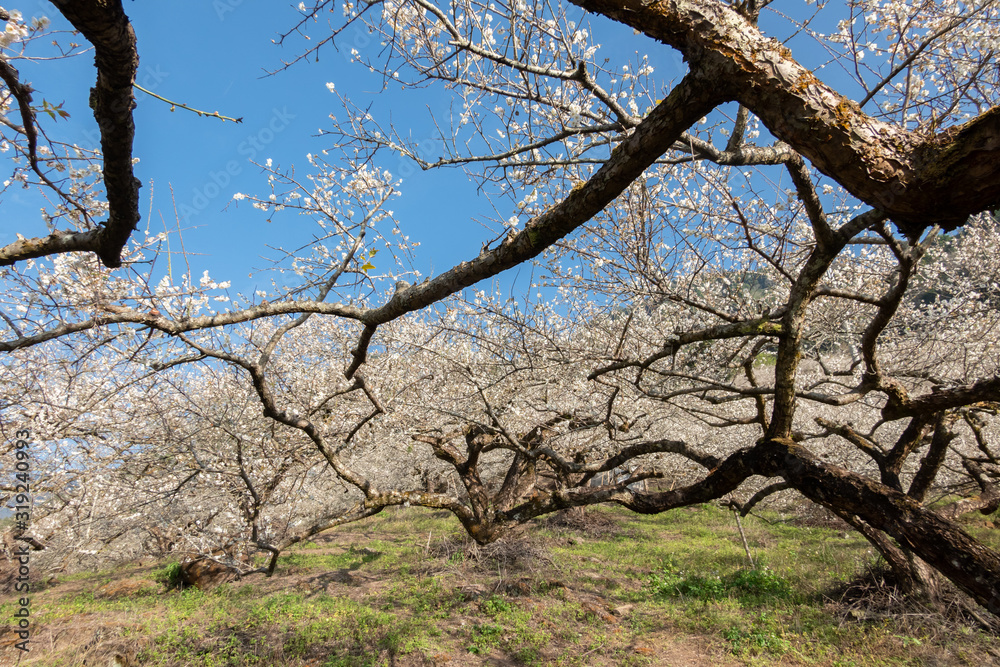 white plum blossom under blue sky white plum blossom under blue sky