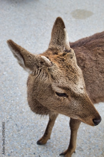 Japanese Deer 4