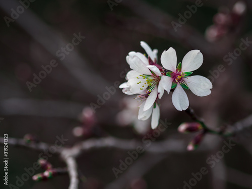 Macro photography of an almond tree flower.