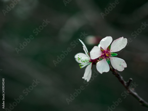 Macro photography of an almond tree flower.