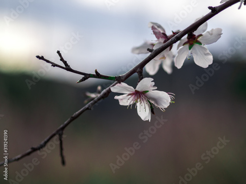 Macro photography of an almond tree flower.
