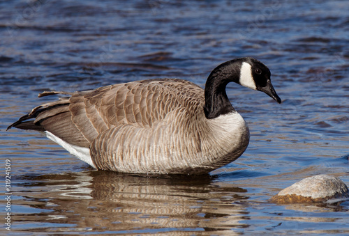 canada goose in water