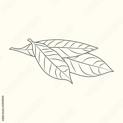 Bay leaves sketch isolated on white background. Hand drawn food ingredient.