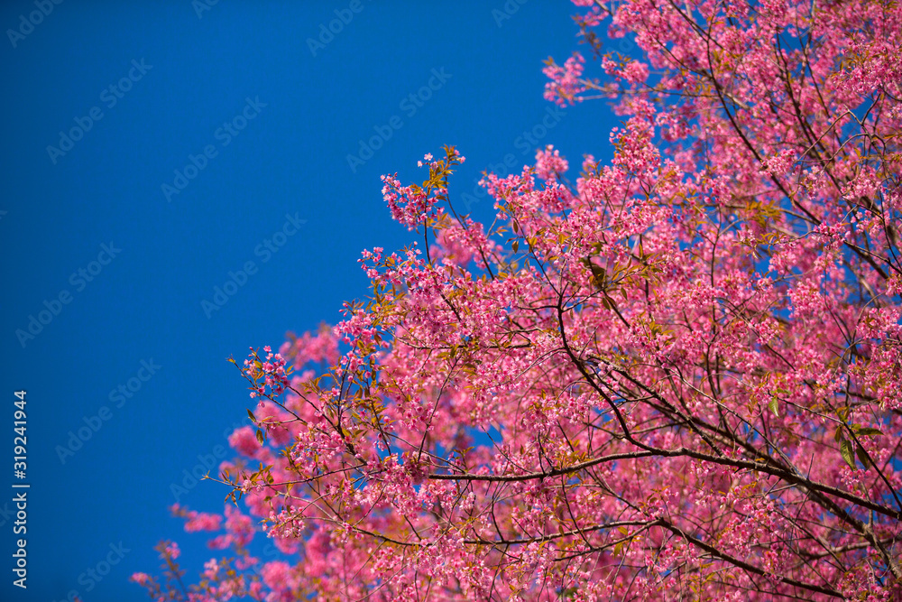 The cherry blossoms in the garden bloom beautifully in spring The cherry blossoms in the garden bloom beautifully in spring