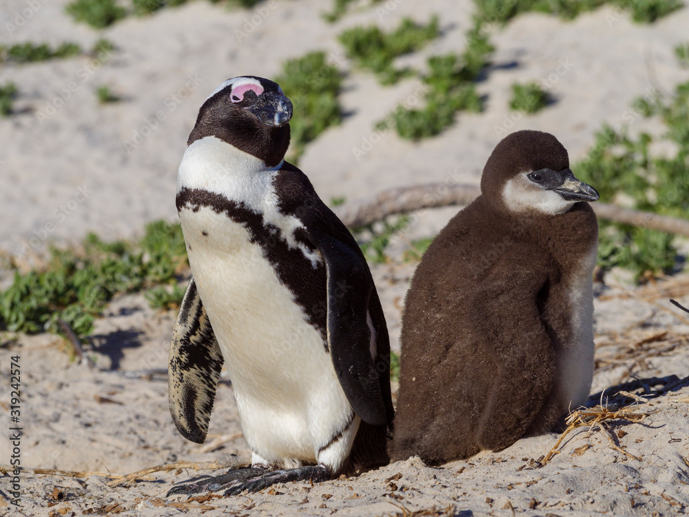 Naklejka premium African penguin, black-footed penguin or jackass penguin (Spheniscus demersus) adult and chick. Cape Town. Western Cape. South Africa