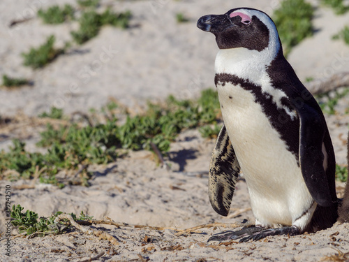 African penguin, black-footed penguin or jackass penguin (Spheniscus demersus). Cape Town. Western Cape. South Africa