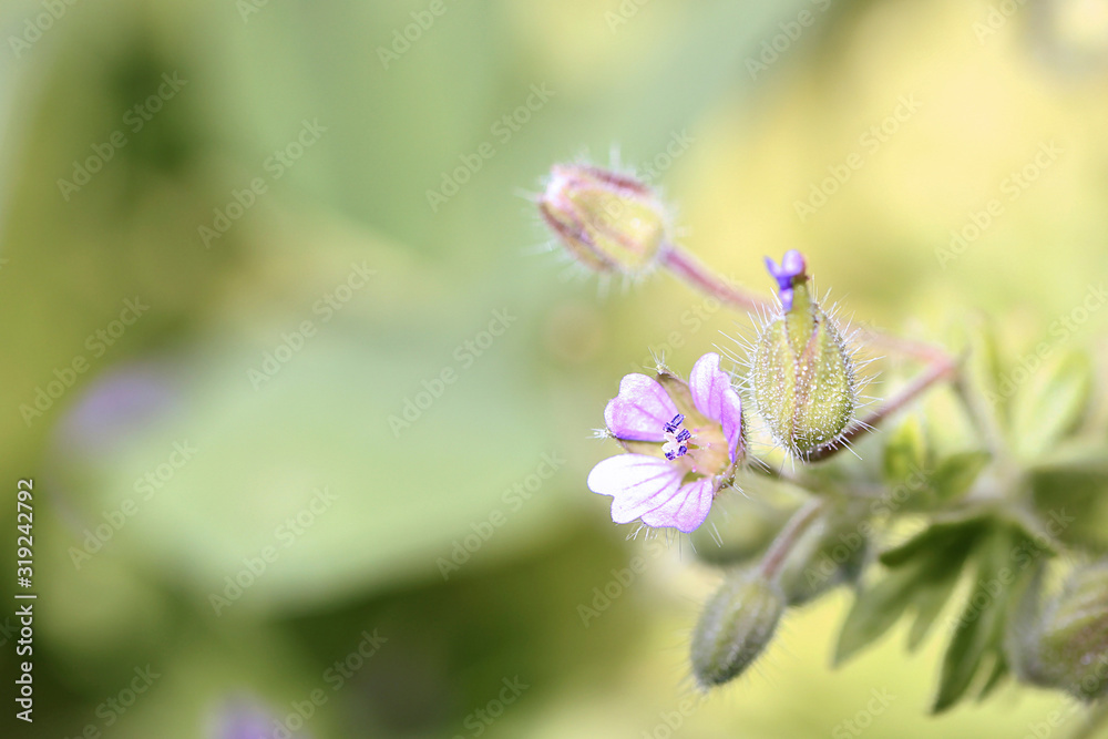 Fleurs du jardin Fleurs du jardin