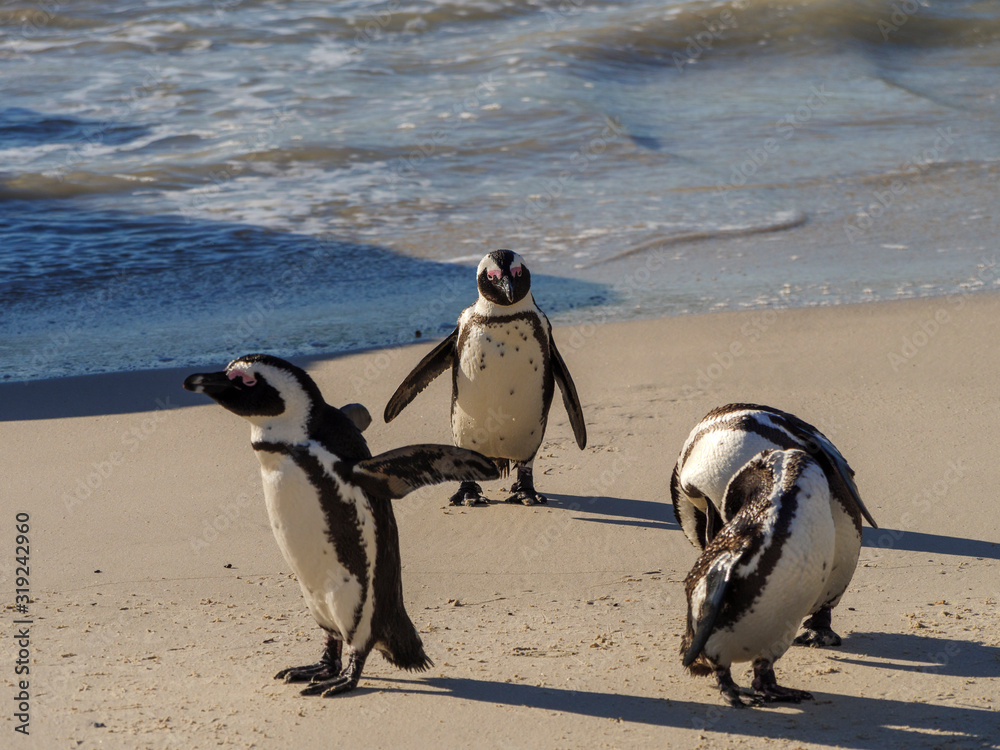 Fototapeta premium African penguin, black-footed penguin or jackass penguin (Spheniscus demersus). Cape Town. Western Cape. South Africa