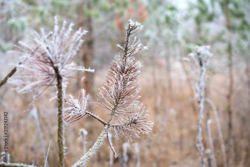 Close up of frozen pine branch in winter forest, Danube wetland, Slovakia, Europe © Tom