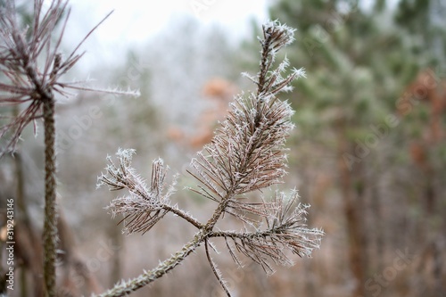 Close up of frozen pine branch in winter forest  Danube wetland  Slovakia  Europe