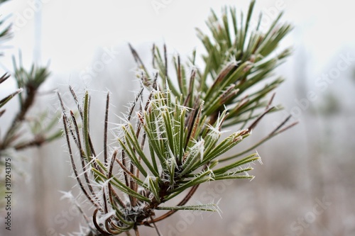 Close up of frozen pine branch in winter forest, Danube wetland, Slovakia, Europe