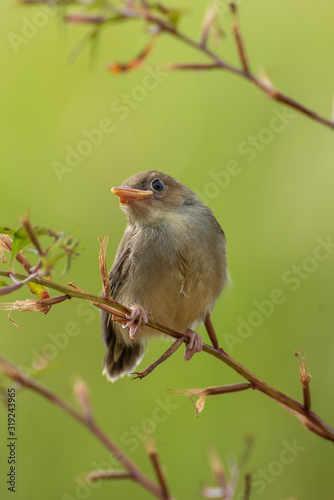little singing bird at tree branch