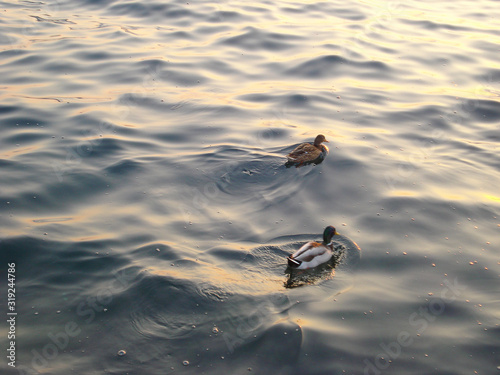Patos no Lago de Garda
