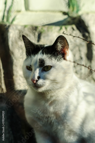 A white spotted street cat sits on a fence. White cat is on the fence. The cat sits on the shore by the sea.