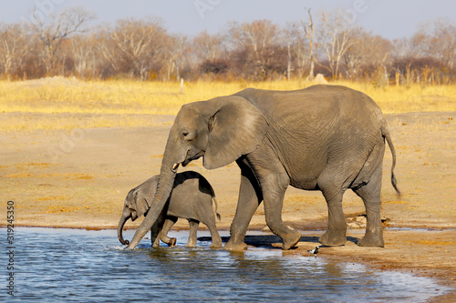 Obraz na plátne Mother Elephant and baby elephant drinking water