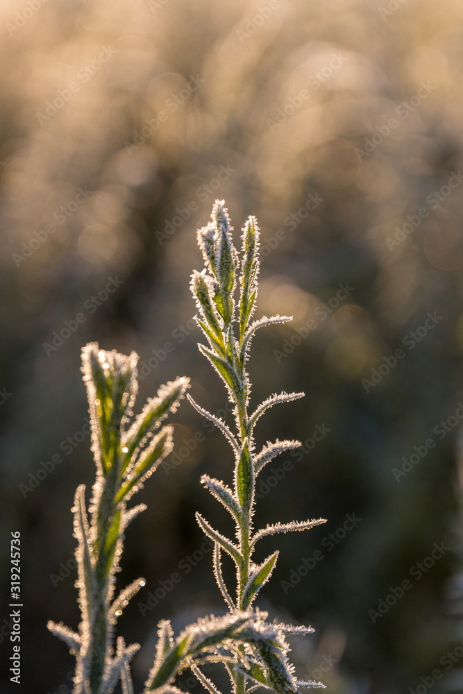 Fototapeta premium Grasses in winter backlight with ice crystals