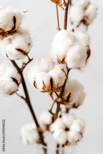 Cotton plant branches on a white backgount. 