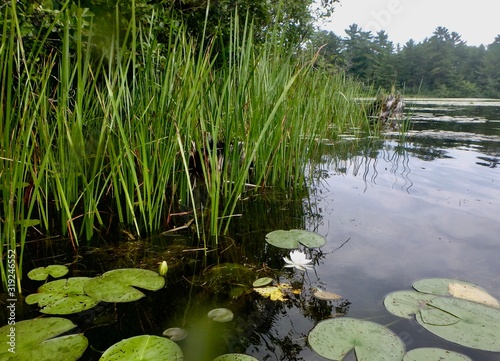 The tranquil wetlands surrounding a Muskoka Lake in Canada