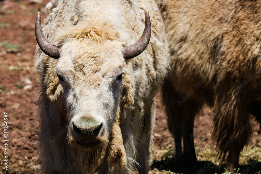 A rare white Bison with horns A rare white Bison with horns