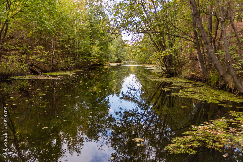 Pond with reflections and yellow leaves is in an autumn forest