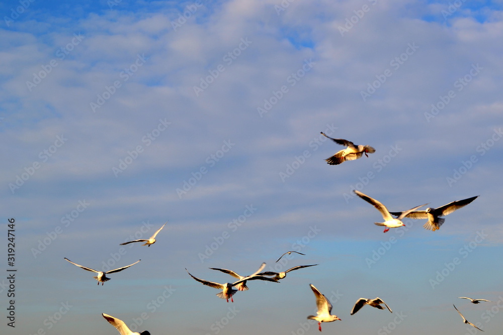 Obraz premium flock of seagulls in the sky