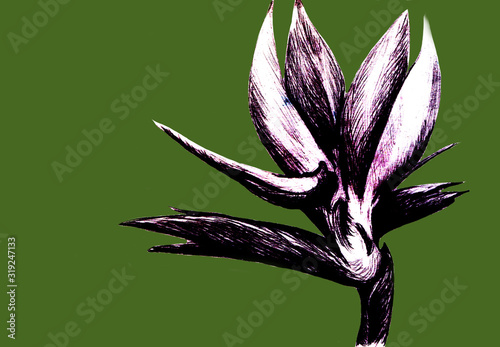 Bird of paradise (Strelitzia reginae) flower isolated on green background. Hand drawn botanical illustration, exotic tropical plant. Graphic style design element. For greeting card, invitation, print.
