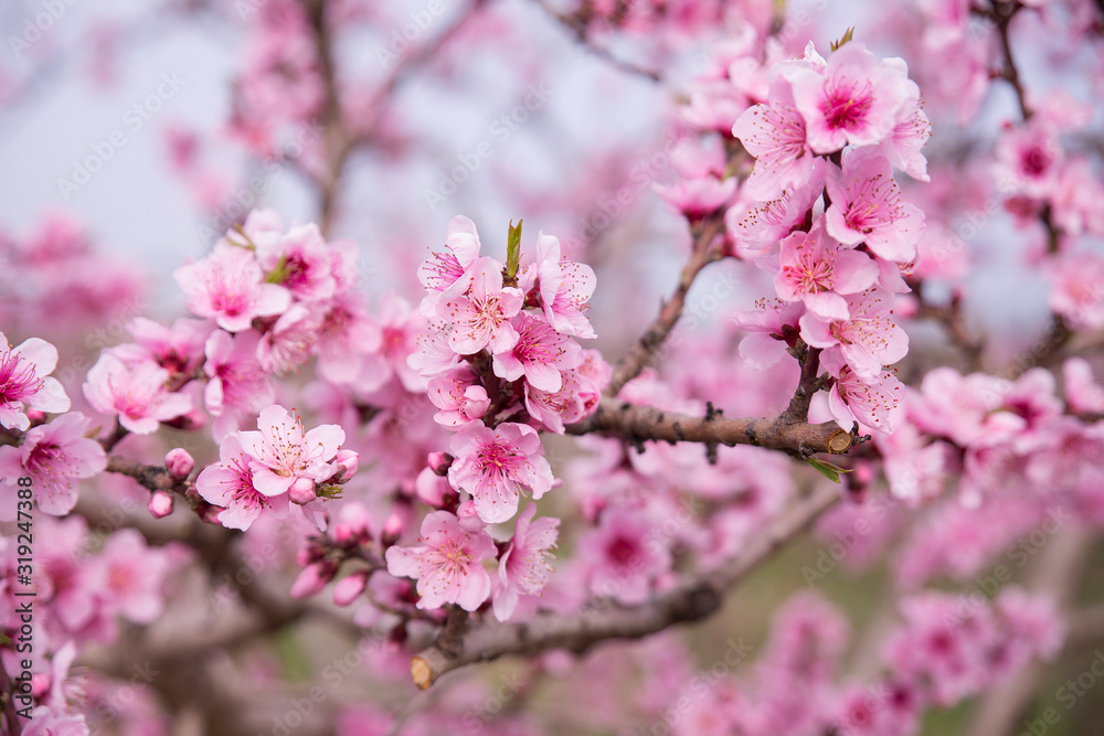 cherry blossom