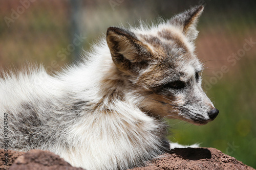 A wolf cub