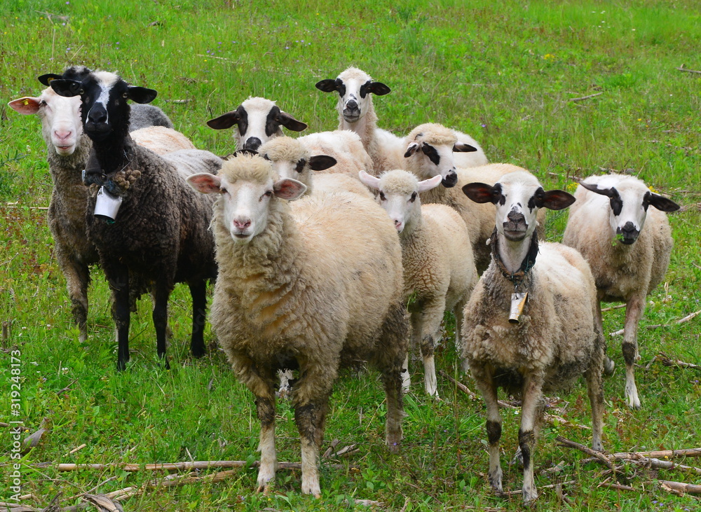 Fototapeta premium flock of sheep