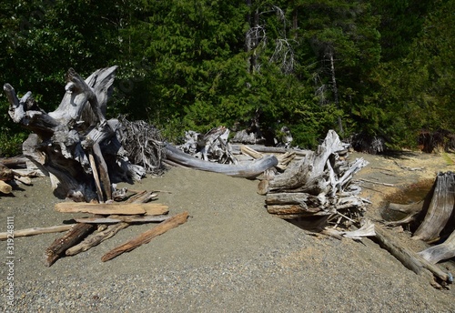 old tree stumps and roots on the beach landscape at  Comox Lake, Comox Valley Vancouver island, BC Canada photo