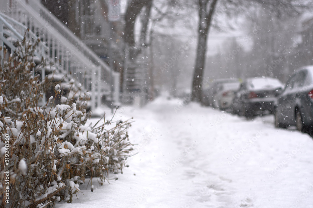 Naklejka premium A snowy garden beside a snowy sidewalk
