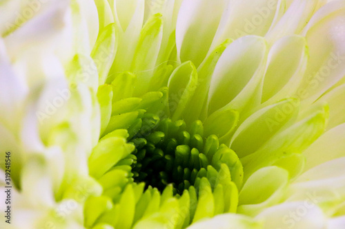 Soft focus elegant macro closeup of a bright blooming chrysanthemum or aster bud with petals of the flower.