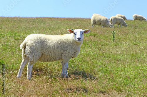 white sheep looking at viewer standing side on whilst other sheep graze on pasture in the background