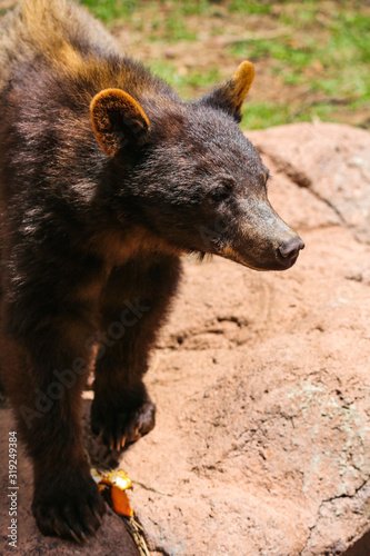 A curious black bear cub 