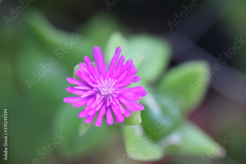 closeup of purple flower