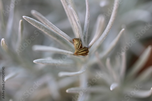 GRAY PLANT