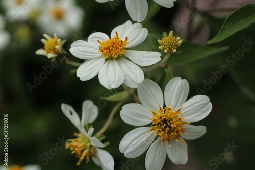 white flowers in garden