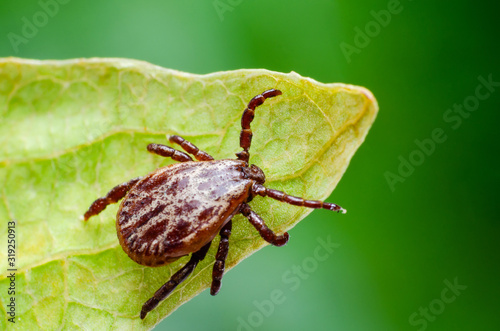 Fotografie A dangerous parasite and infection carrier mite sitting on a green leaf