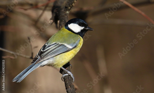 Great tit on branch background, Parus major