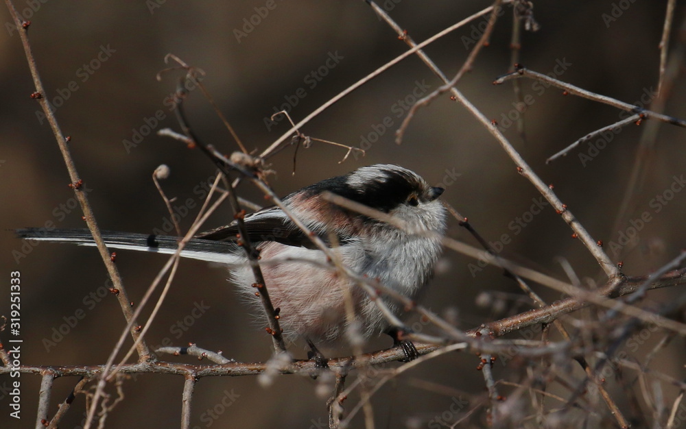 Obraz premium Long-tailed tit on branch, Aegithalos caudatus