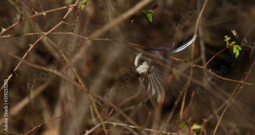 Long-tailed tit on branch, Aegithalos caudatus