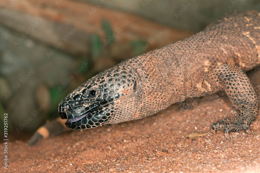 Fototapeta premium MONSTRE DE GILA heloderma horridum