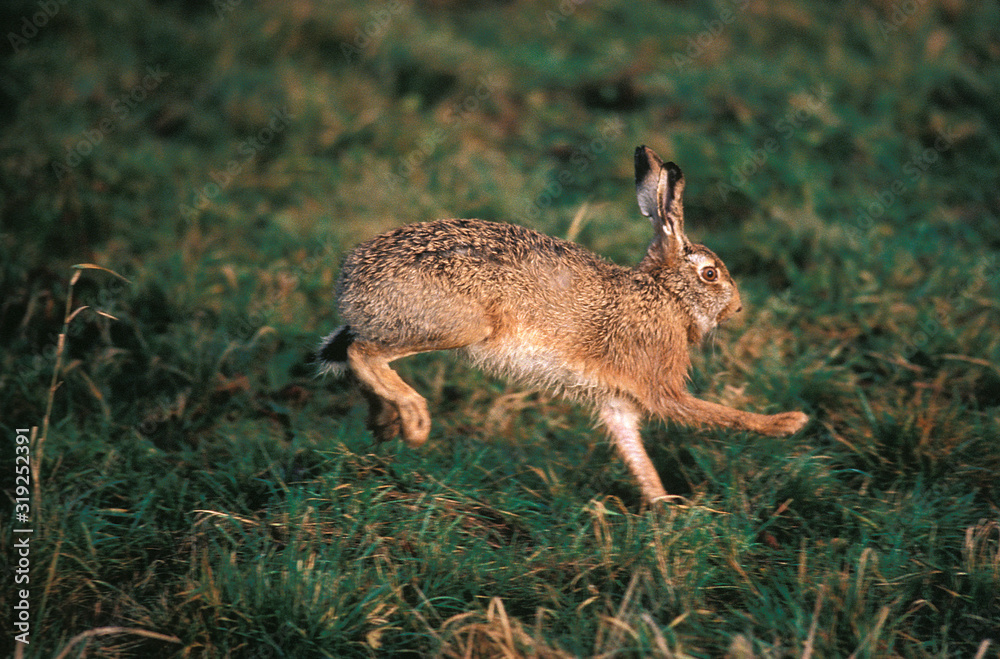 Fototapeta premium LIEVRE D'EUROPE lepus europaeus