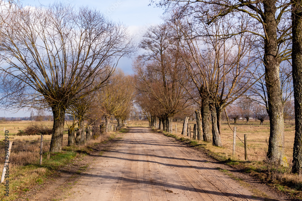 Ciepła zima 2020 na Podlasiu. Podlaskie wierzby. Ocieplenie klimatu Ciepła zima 2020 na Podlasiu. Podlaskie wierzby. Ocieplenie klimatu
